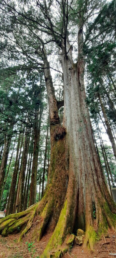 11 cyprès millénaire